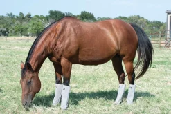 Cashel® Leg Guards - Set of 4