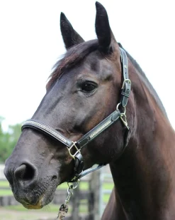 HDR Padded Jewel Halter