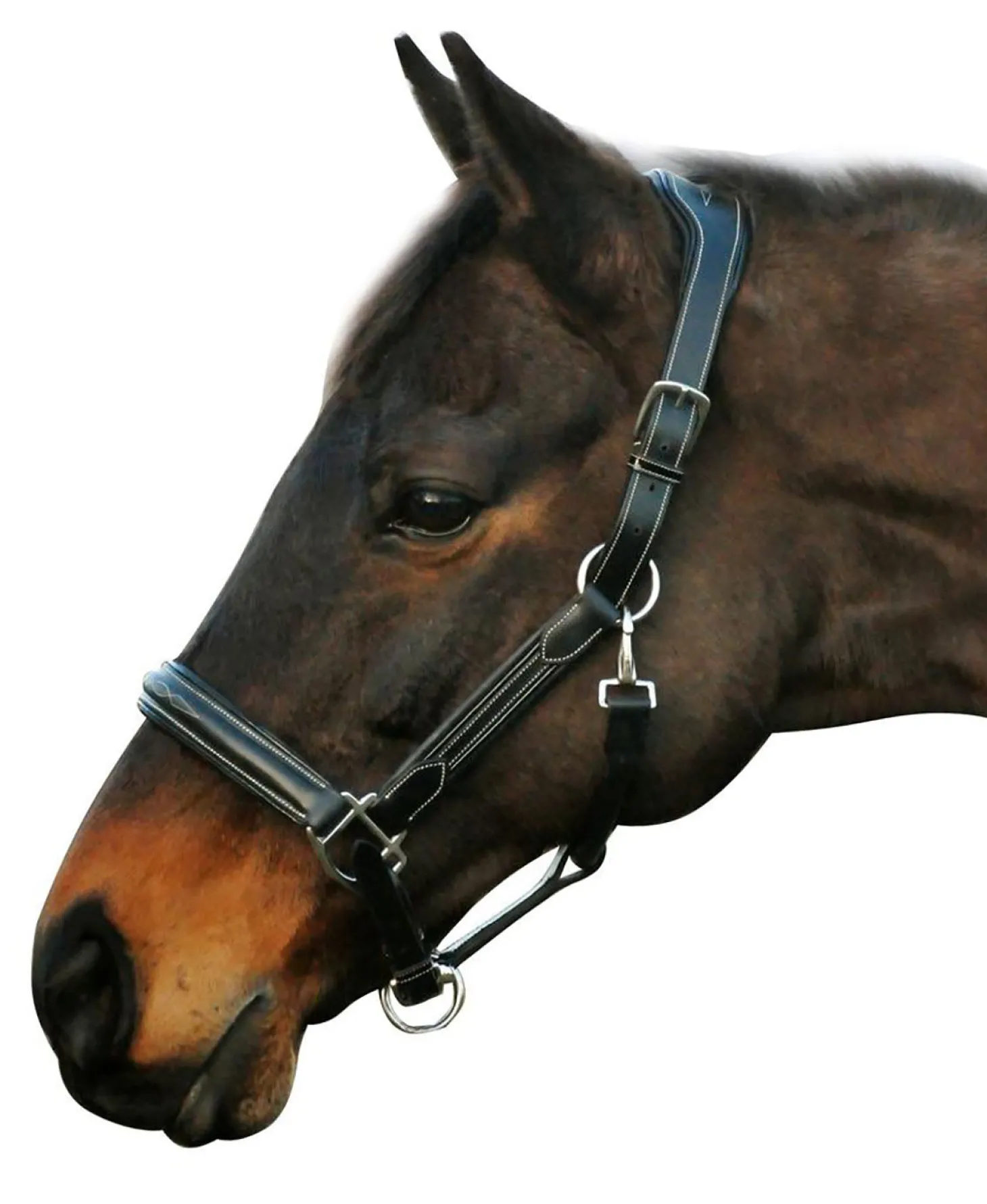 Henri de Rivel Stress Free Halter with Fancy Contrast Stitching