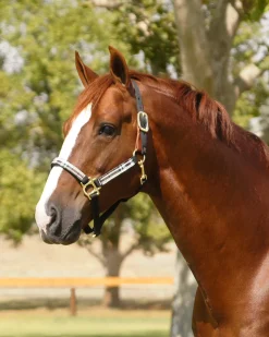 Kensington™ Premium Breakaway Halter