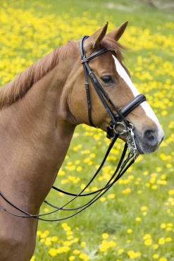 Kieffer Padded Ergonomic Line II Double Bridle