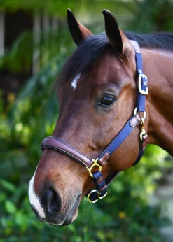 Ovation® Luxor Cushion-Flex Halter