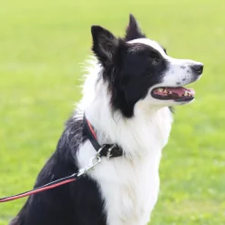 Perri’s® Padded Leather Nameplate Dog Collar