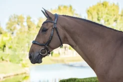 Schockemöhle Equitus Delta Bridle