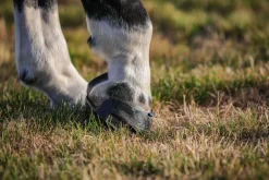 Scoot Boot Skins Glue-On - 2 Pack