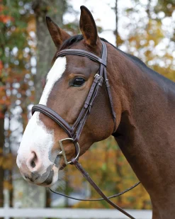 Shires Avignon Ocala Bridle