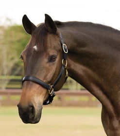 Suffolk™ Lined Halter