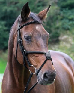 Vespucci Square Raised Figure-8 Bridle