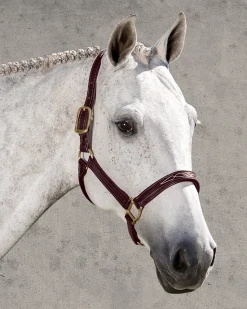 Walsh™ Signature Padded Halter